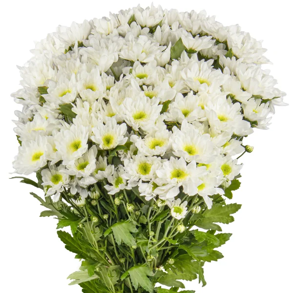 Букет Хризантема_кустовая "Радость"