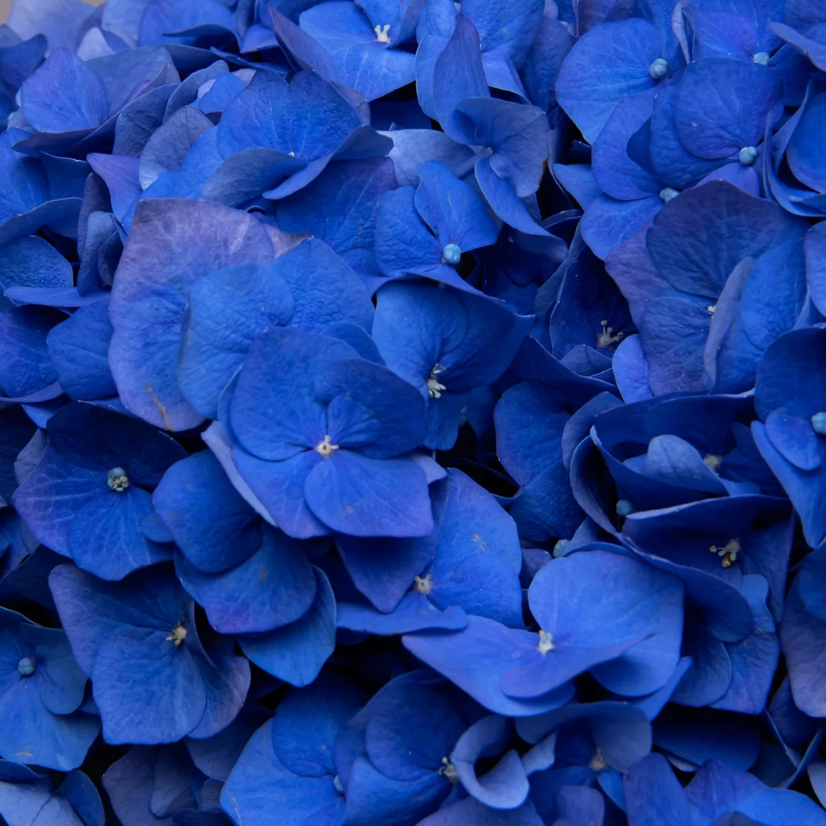 Букет Гидрангия "Пимпернел"