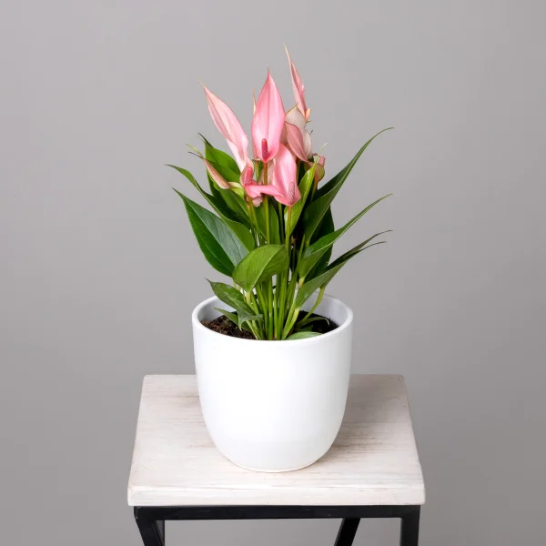 Антуриум Лилли Пинк К_1