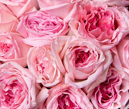 Чтобы долго стояли розы: как правильно ухаживать и какую воду использовать