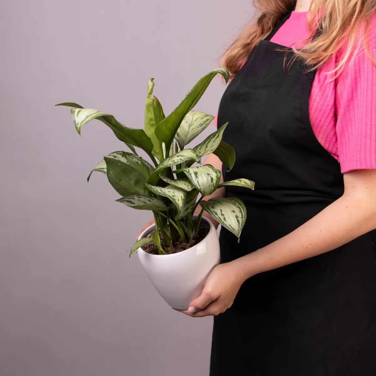 Аглаонема Мария