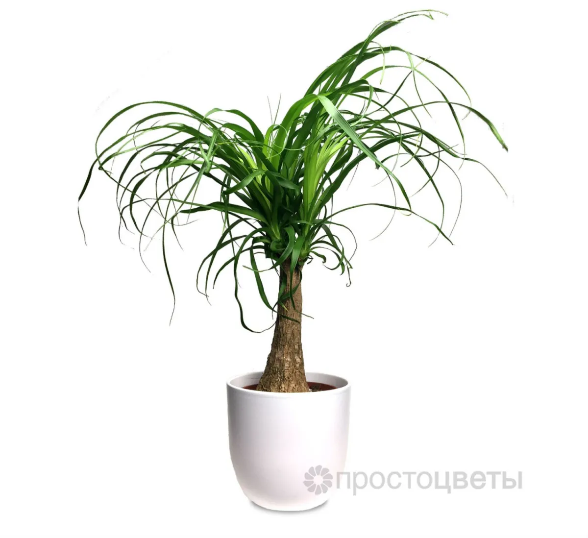 Нолина Штамбовая не использовать