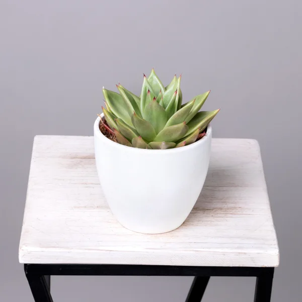 Эхеверия Эбони1