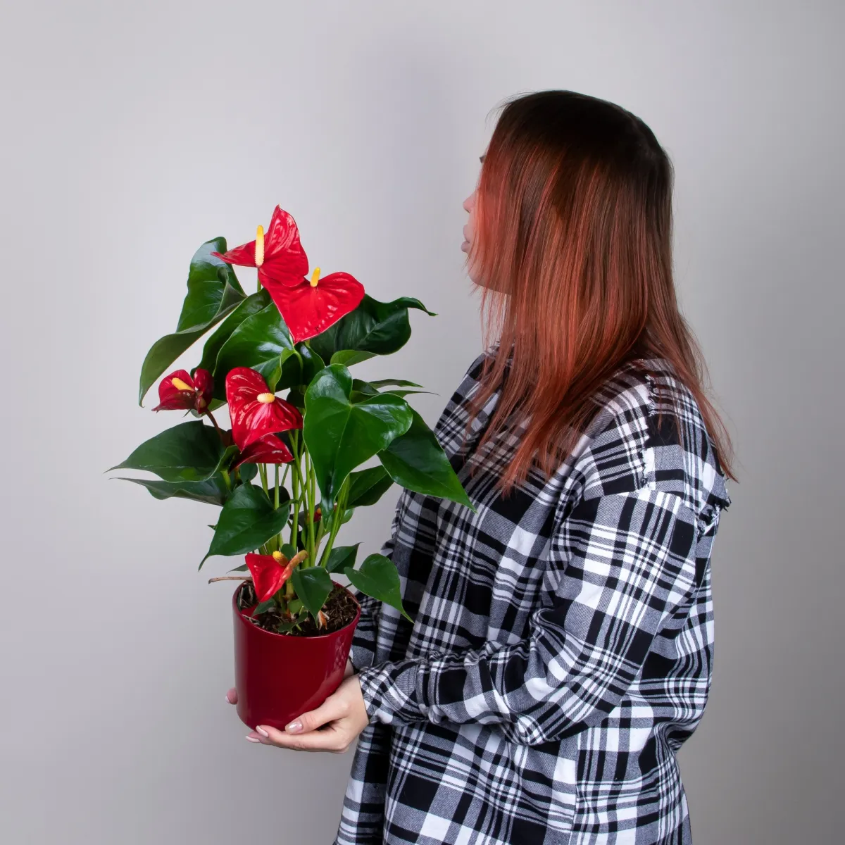 Антуриум Красный в керамике