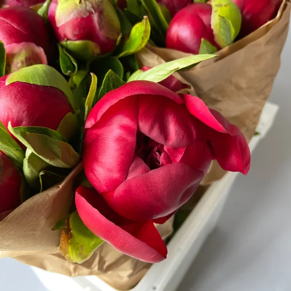 Пион "Ред Шарм"