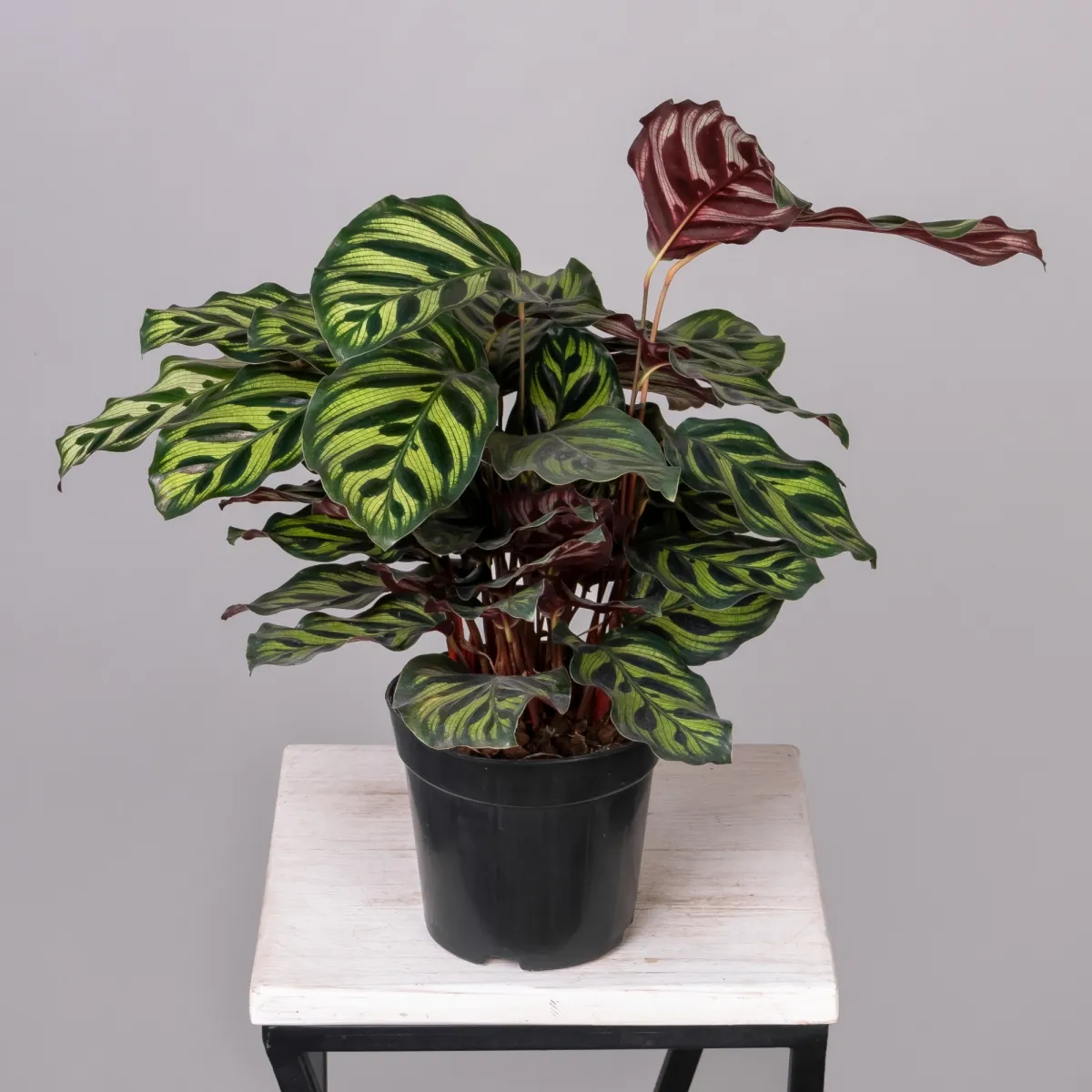 Калатея Макояна К_4