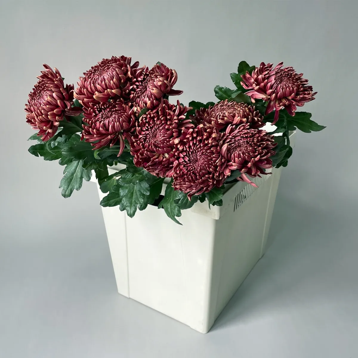 Хризантема одноголовая "Бигоди Ред"_1