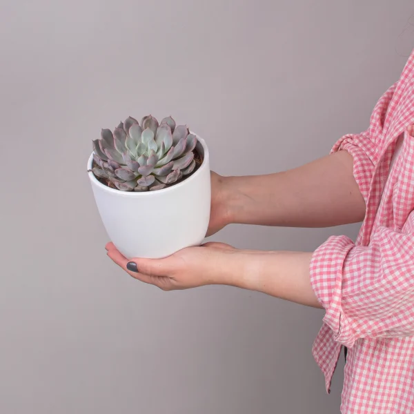 Эхеверия Росеа_2