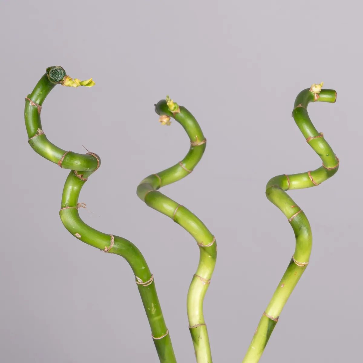 Бамбук в вазе Геометрия РРр_3