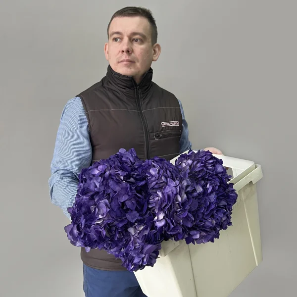 Гидрангия "Грэйп Перпл"