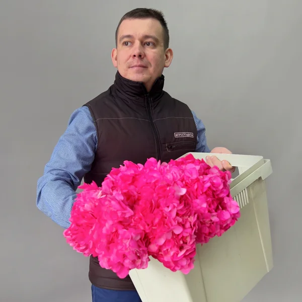 Гидрангия "Розевуд"