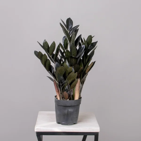 Замиокулкас Блэк_4