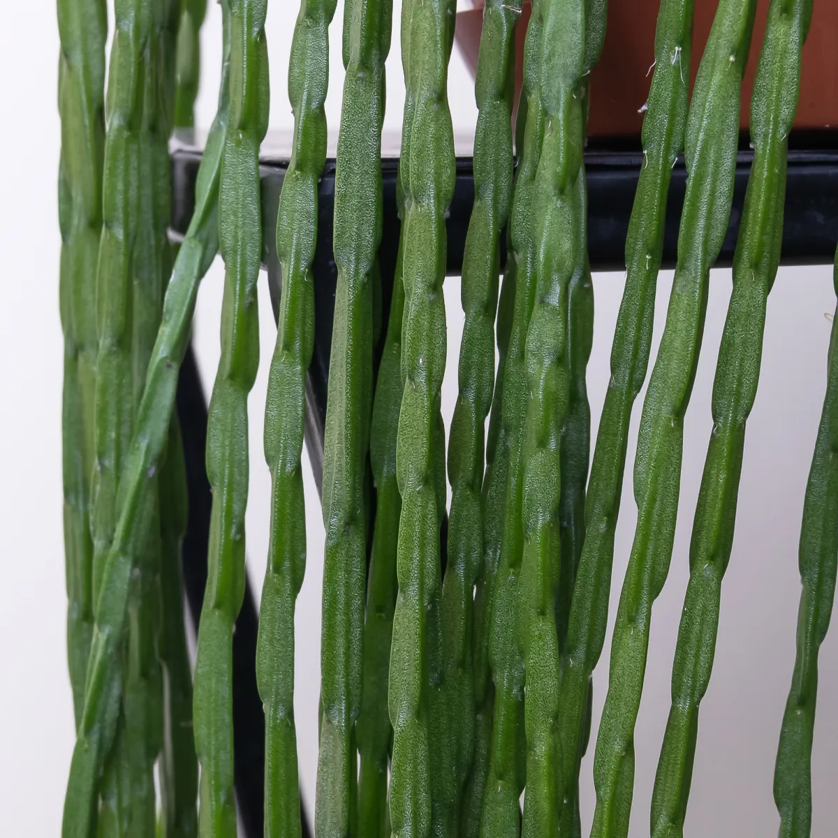 Рипсалис Микс подвесной4