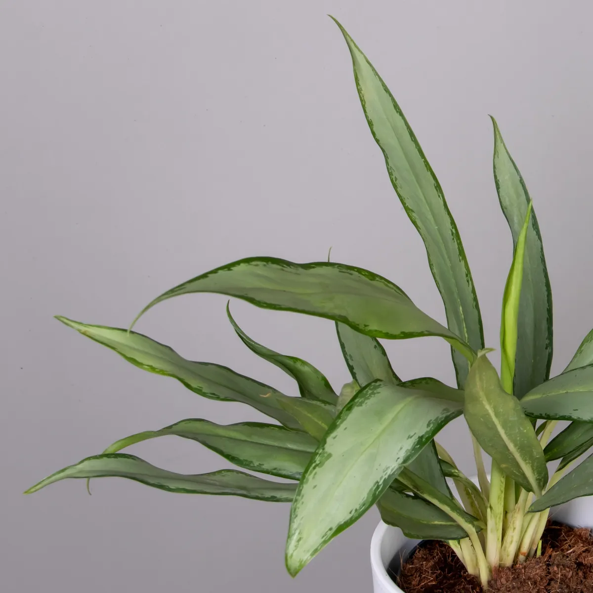 Аглаонема Уайт Ленс_3