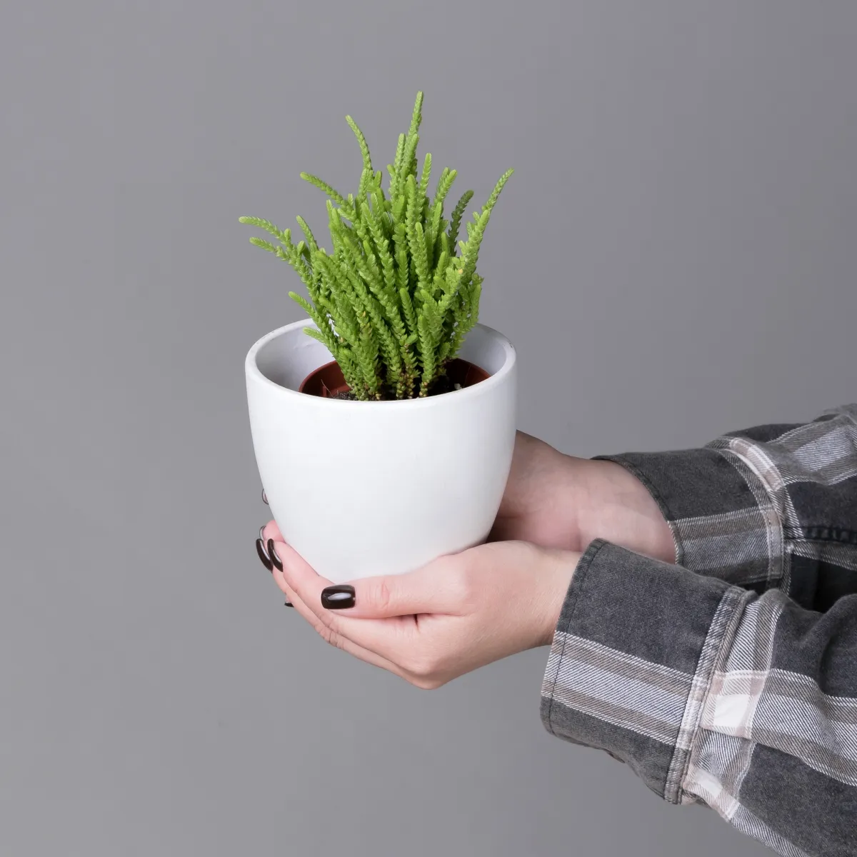 Крассула Лисопойдес_2