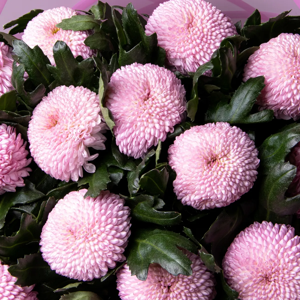 Букет Хризантема одноголовая "Момоко"_4