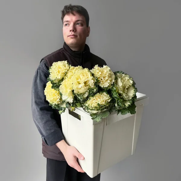 Брассика "Крейн Руфл Вайт"_2