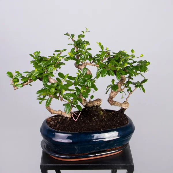 Бонсай Микс в круглой синей керамике_1