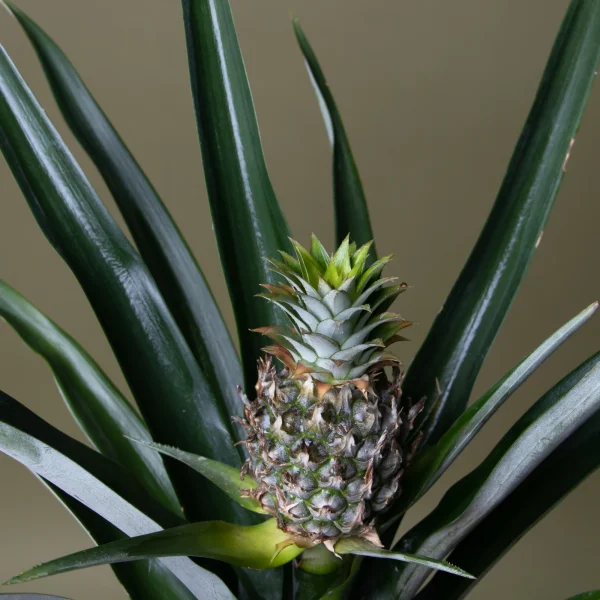 Ананас Чампака