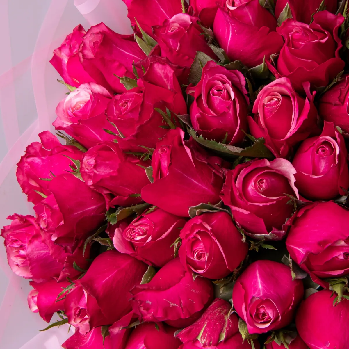 Букет Роза "Тёмно-Розовая"_4