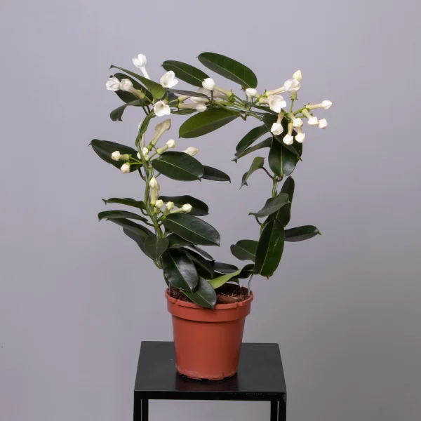 Стефанотис