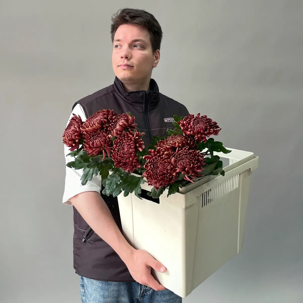 Хризантема одноголовая "Бигоди Ред"_2