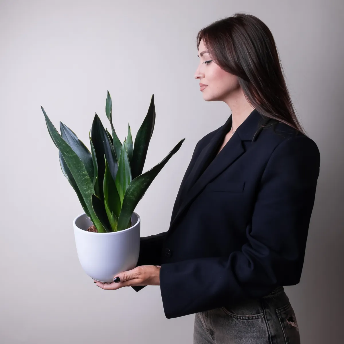 Сансевиерия Блек Диамонд2