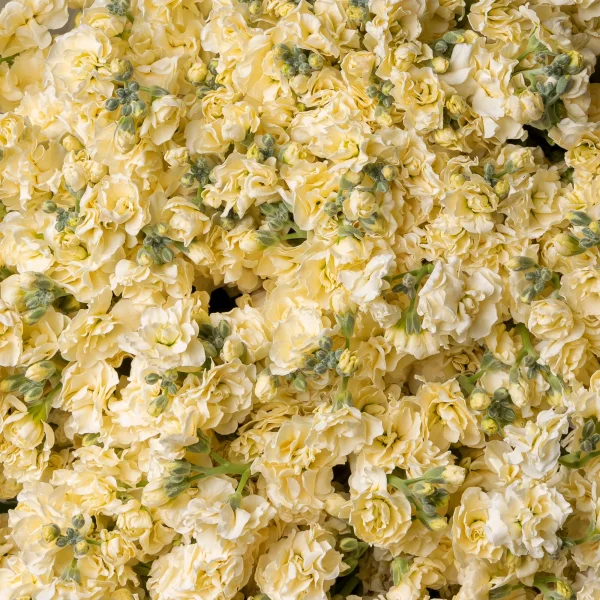 Букет Маттиола кустовая "Желтая"_4