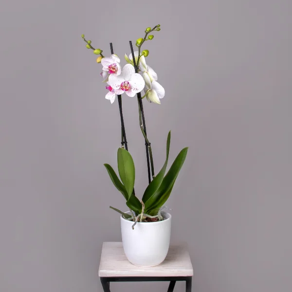 Фаленопсис Гоя 2 ст_1