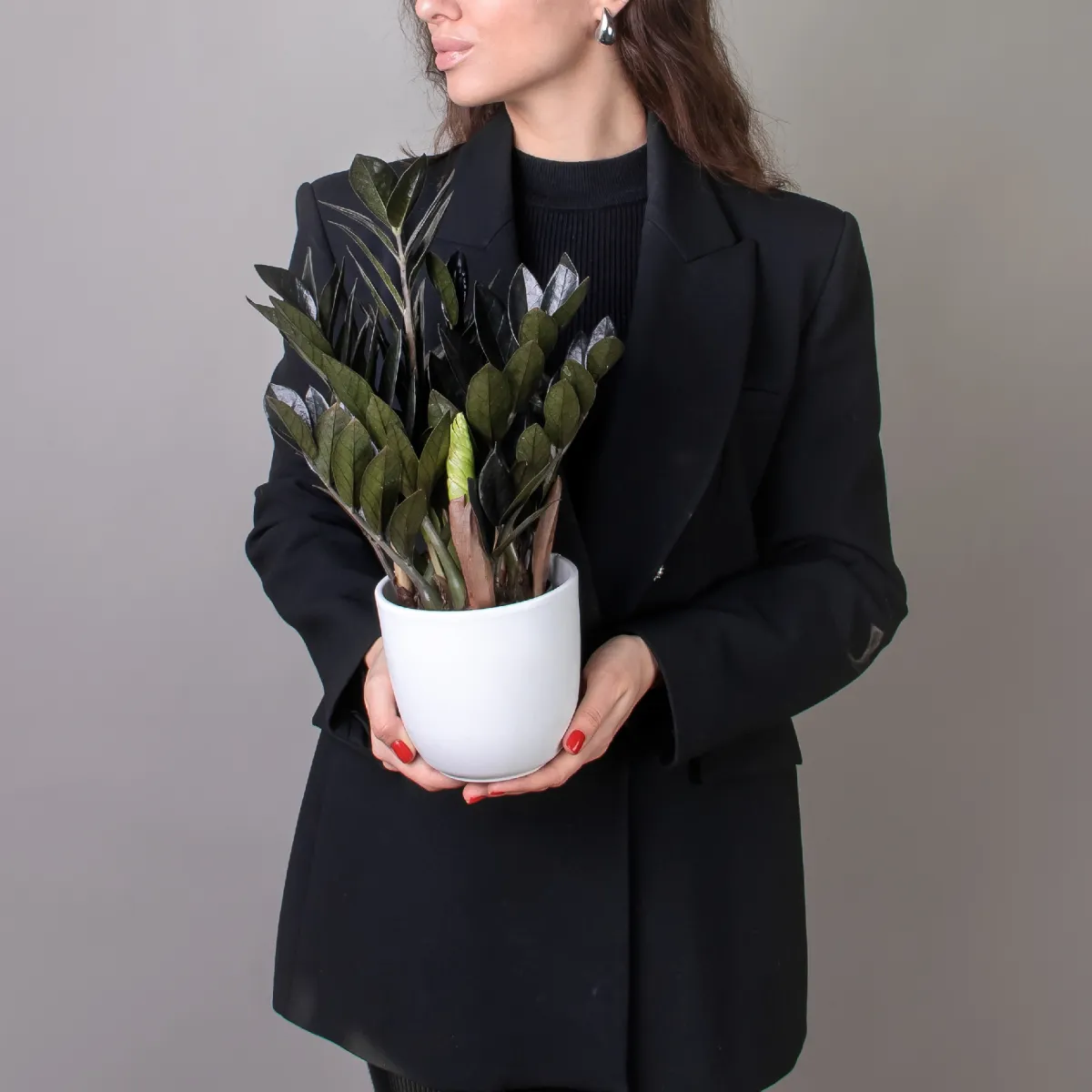 Замиокулкас Блэк_2