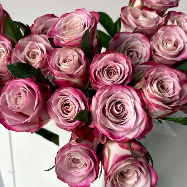 Роза "Класси Элисон"_3