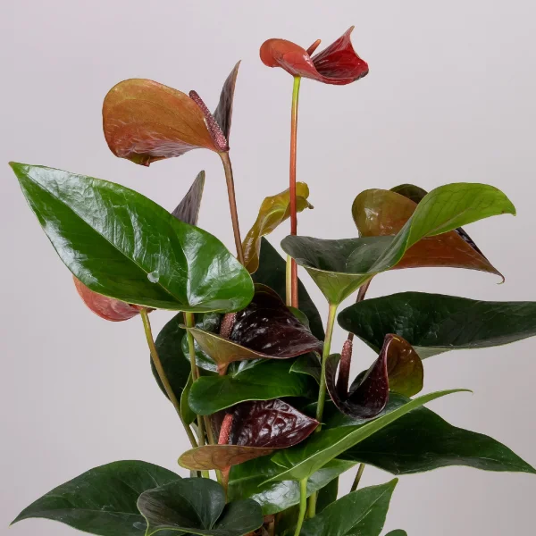 Антуриум андрианум Эссенция_3