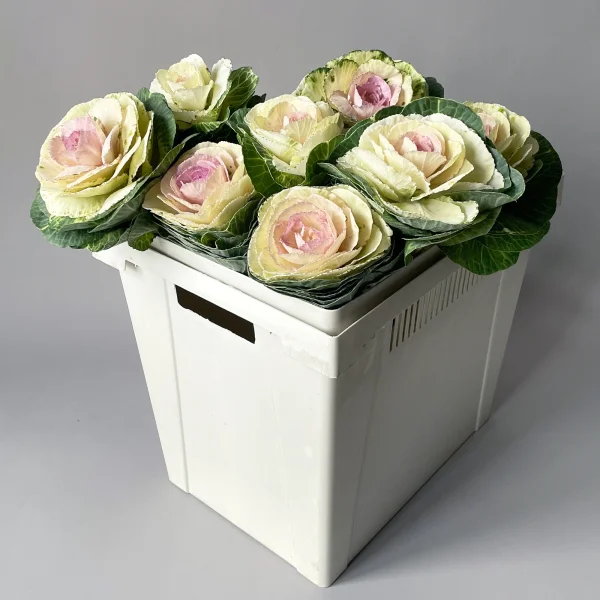 Брассика "Крейн Биколор"_1