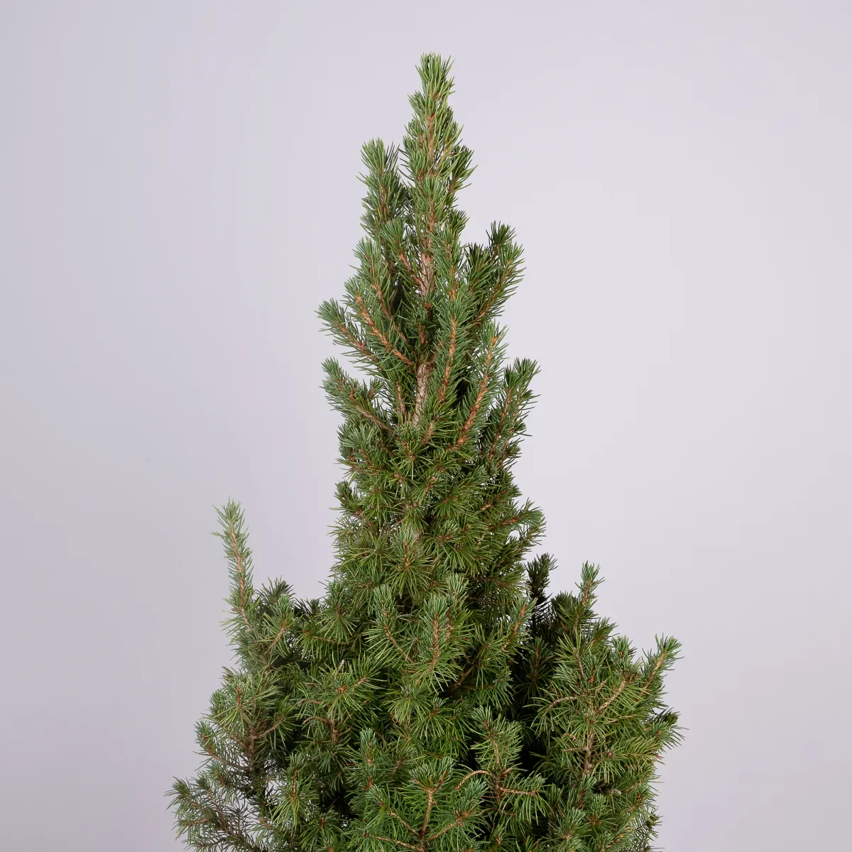 Ель Коника в цветном мешочке_3