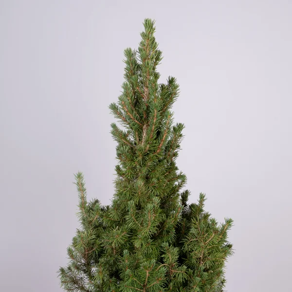 Ель Коника в цветном мешочке_3