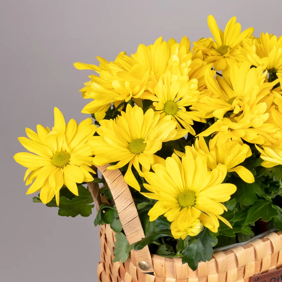 Хризантема Маргарита Желтая  в Натуральной корзине_3