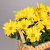 Хризантема Маргарита Желтая  в Натуральной корзине_3