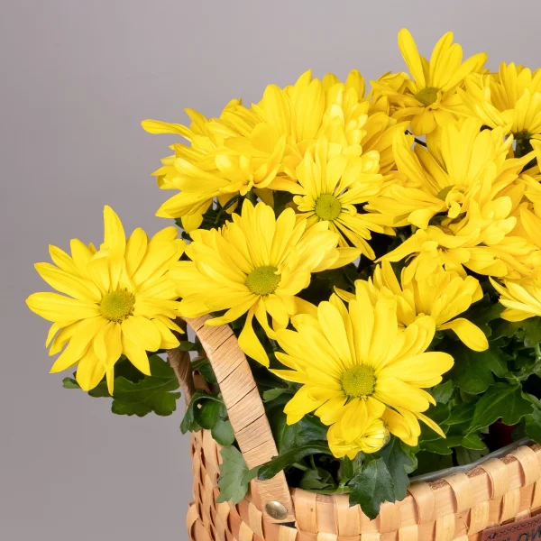 Хризантема Маргарита Желтая  в Натуральной корзине_3