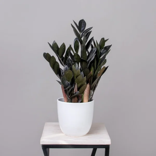 Замиокулкас Блэк_1