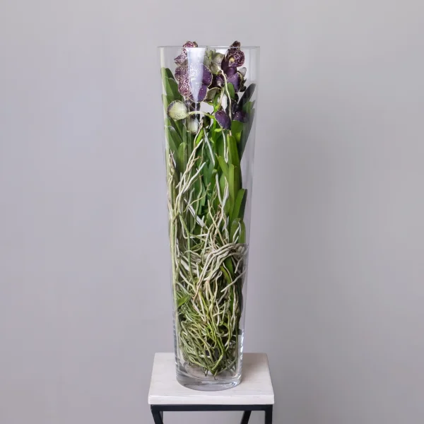 Ванда в стекле Мишель_1