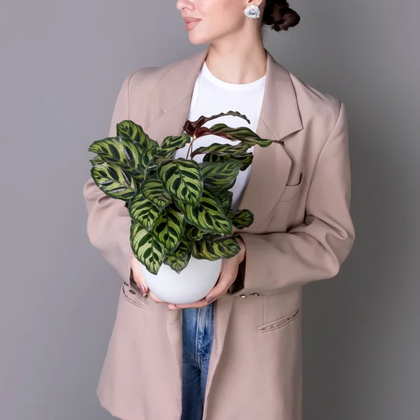 Калатея Макояна К_2