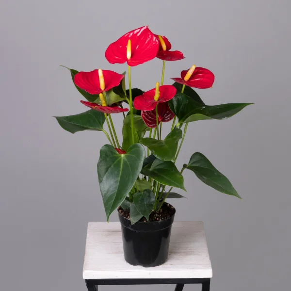 Антуриум андрианум Эсудо К_4