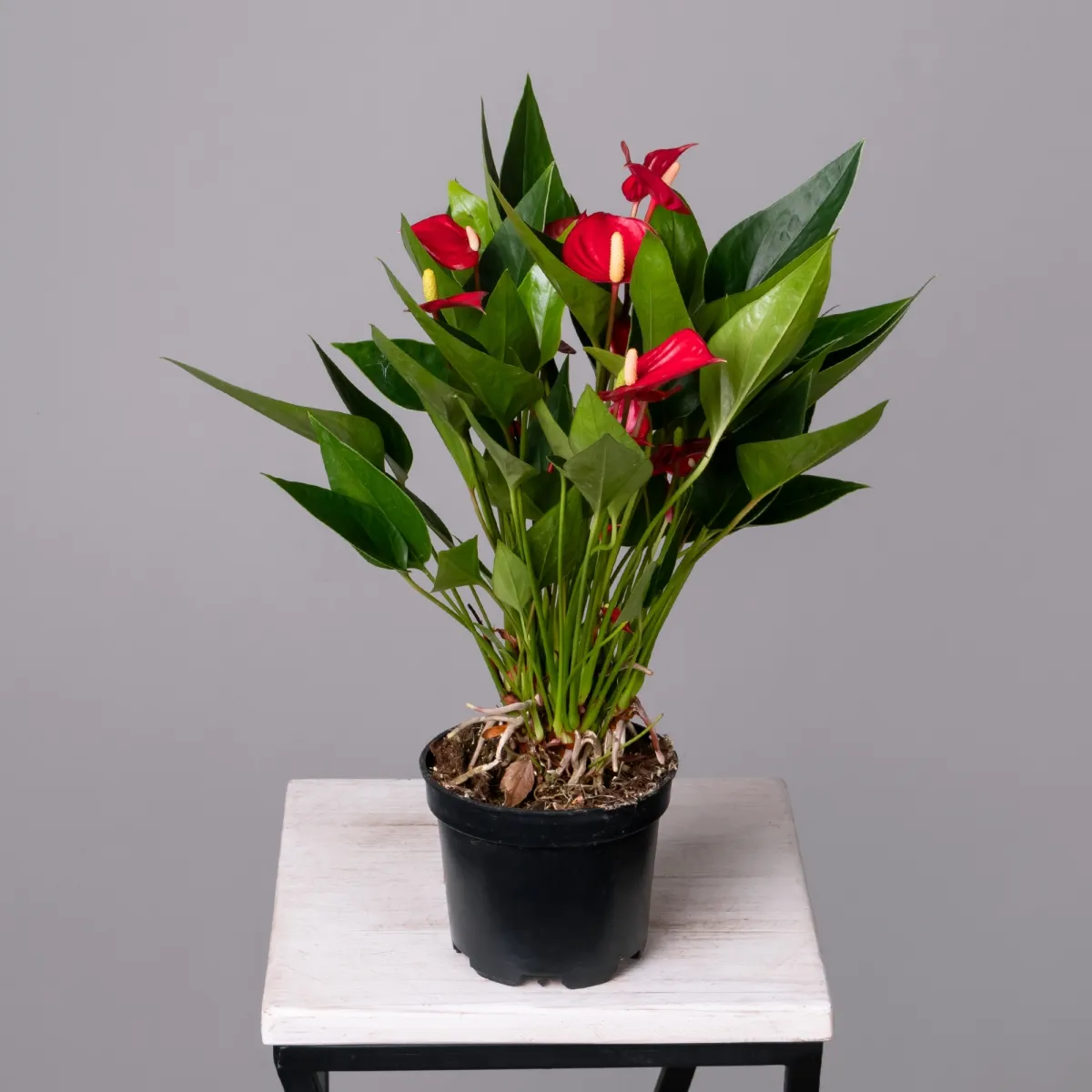 Антуриум Многоцветковый Красный К_4