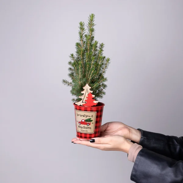 Ель Коника в цинке с елочками PTK24374_2