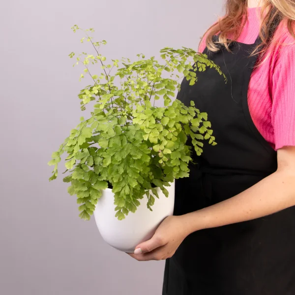 Адиантум Фрагранс