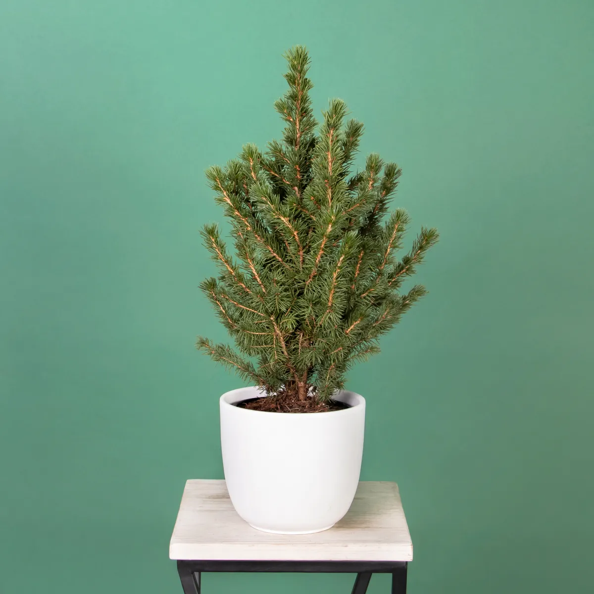 Ель Коника в новогодней упаковке_1