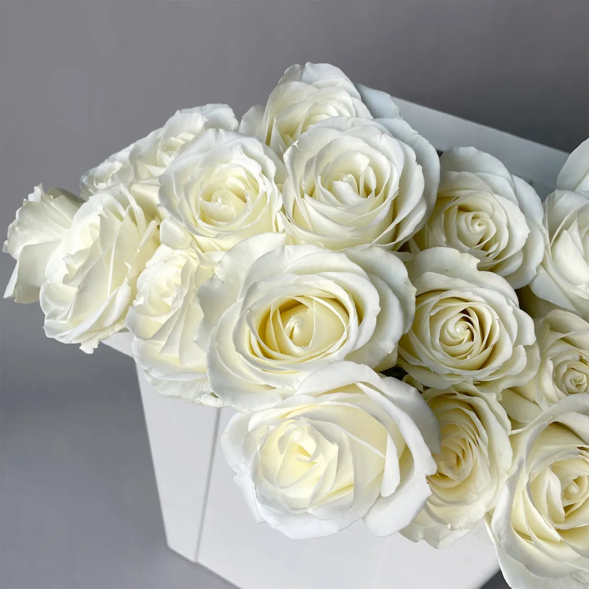 Роза "Тибет"_3