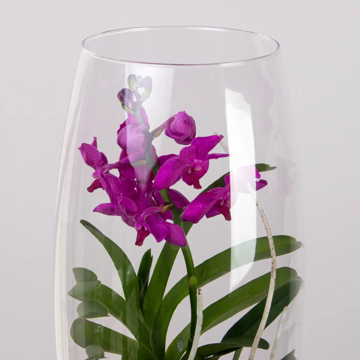 Ванда в стекле Шампань фуксия_2