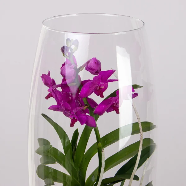 Ванда в стекле Шампань фуксия_2