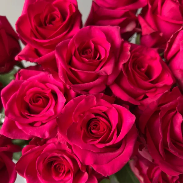 Роза "Хот Эксплорер"